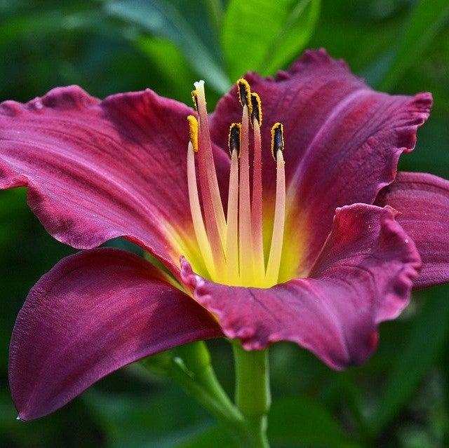 Hemerocallis 'Grape Ripples' ~ Grape Ripples Daylily-ServeScape