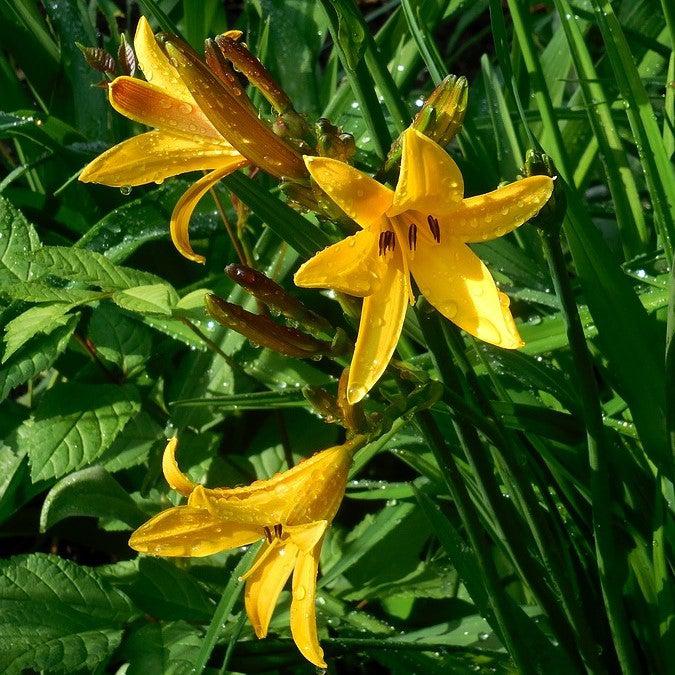 Hemerocallis spp. ~ Daylily, Yellow-ServeScape