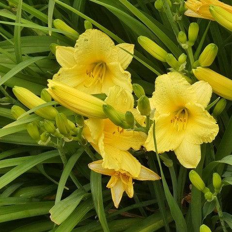Hemerocallis spp. ~ Daylily, Yellow-ServeScape
