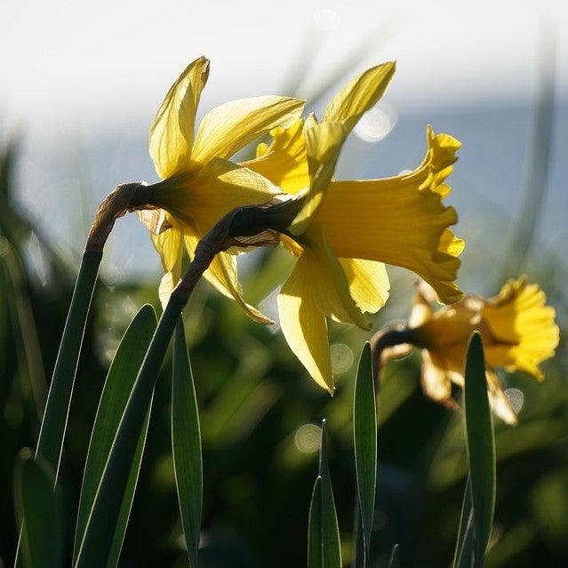 Hemerocallis spp. ~ Daylily, Yellow-ServeScape
