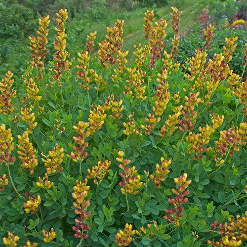 Baptisia 'Cherries Jubilee' ~ Decadence® Cherries Jubilee Baptisia-ServeScape