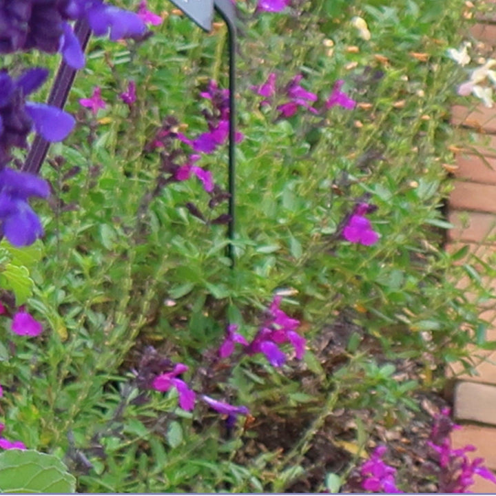 Salvia greggii 'Balmirdepur' ~ Mirage™ Deep Purple Autumn Sage-ServeScape