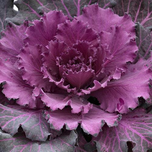 Brassica oleracea (Acephala Group) 'Osaka Red' ~ Osaka Red Ornamental Cabbage-ServeScape