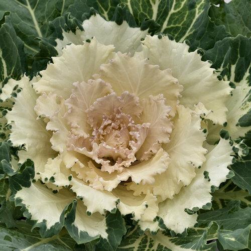 Brassica oleracea (Acephala Group) 'Osaka White' ~ Osaka White Ornamental Cabbage-ServeScape