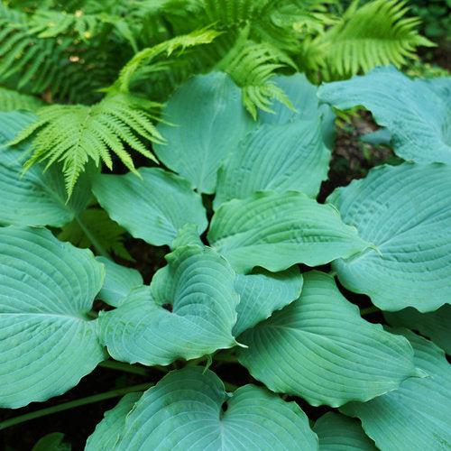 Hosta 'Diamond Lake' PP30769 ~ PW® Shadowland® Diamond Lake Hosta-ServeScape