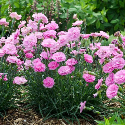 Dianthus 'Sweetie Pie' ~ Fruit Punch® Sweetie Pie Dianthus-ServeScape
