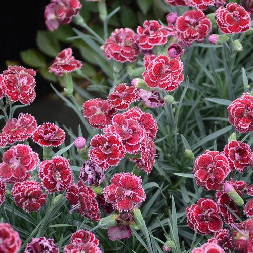 Dianthus 'Black Cherry Frost' ~ Fruit Punch® Black Cherry Frost Dianthus-ServeScape