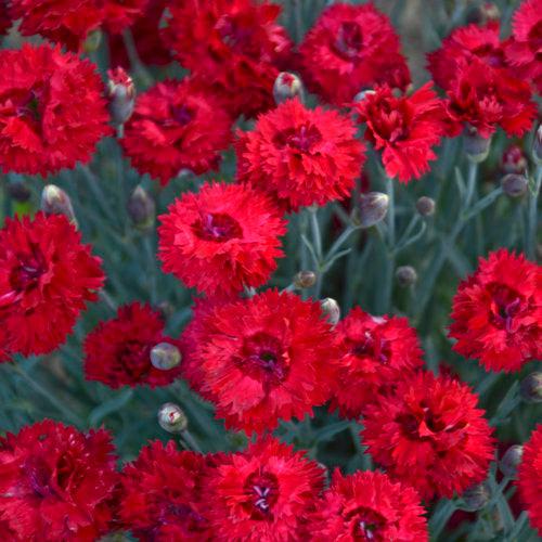 Dianthus 'Maraschino' ~ Fruit Punch® Maraschino Dianthus-ServeScape