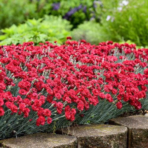 Dianthus 'Maraschino' ~ Fruit Punch® Maraschino Dianthus-ServeScape