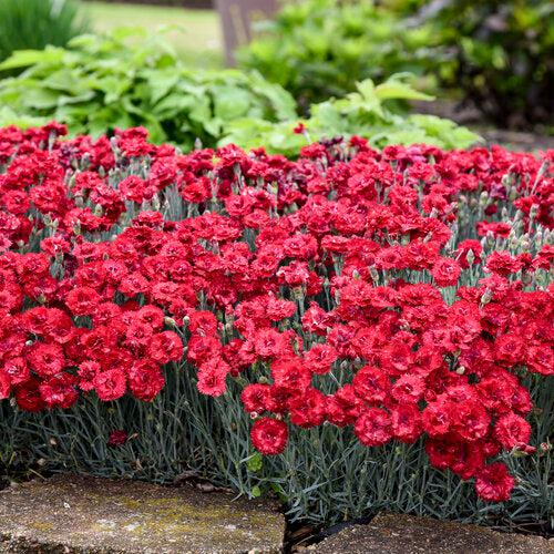 Dianthus 'Maraschino' ~ Fruit Punch® Maraschino Dianthus-ServeScape