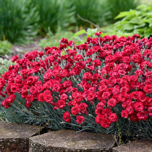 Dianthus 'Maraschino' ~ Fruit Punch® Maraschino Dianthus-ServeScape