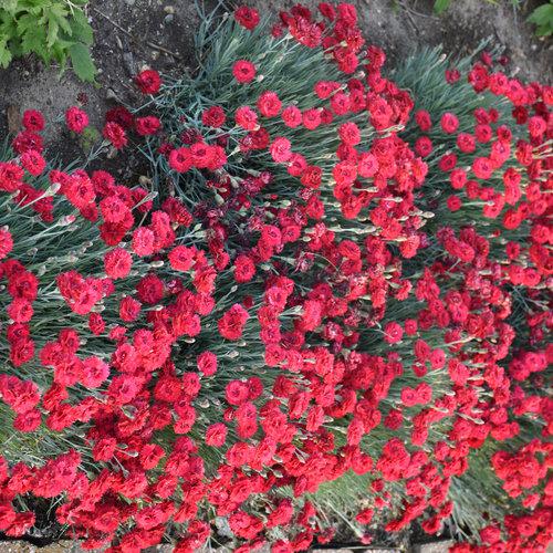 Dianthus 'Maraschino' ~ Fruit Punch® Maraschino Dianthus-ServeScape