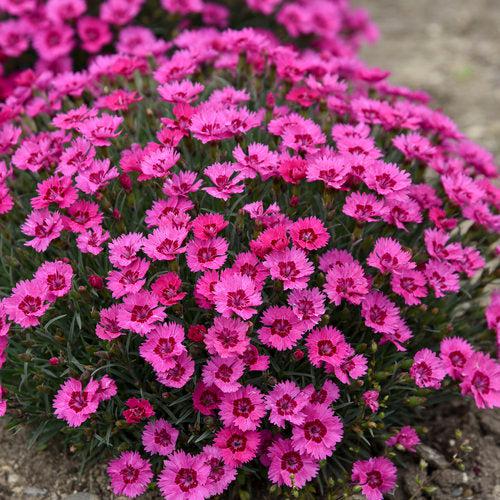 Dianthus 'Paint the Town Fancy' ~ Paint the Town Fancy Dianthus-ServeScape