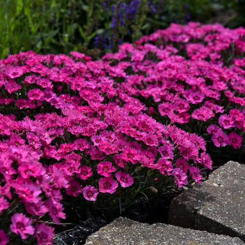 Dianthus 'Paint the Town Fancy' ~ Paint the Town Fancy Dianthus-ServeScape