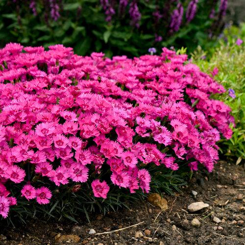 Dianthus 'Paint the Town Fancy' ~ Paint the Town Fancy Dianthus-ServeScape
