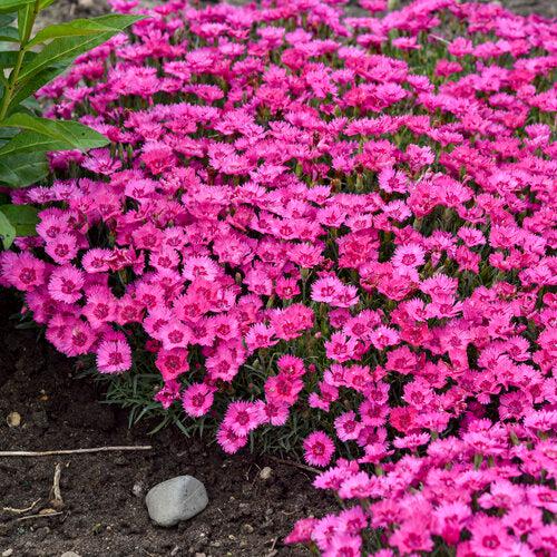 Dianthus 'Paint the Town Fancy' ~ Paint the Town Fancy Dianthus-ServeScape