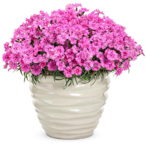 Dianthus 'Paint the Town Fancy' ~ Paint the Town Fancy Dianthus-ServeScape