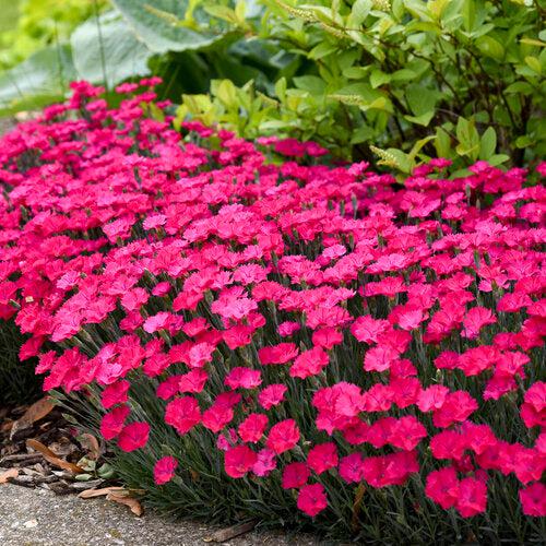 Dianthus 'Paint the Town Magenta' ~ Paint the Town Magenta Dianthus-ServeScape