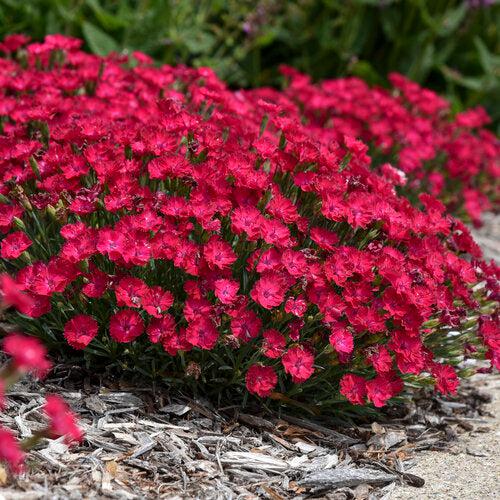 Dianthus 'Paint the Town Red' ~ Paint the Town Red Dianthus-ServeScape