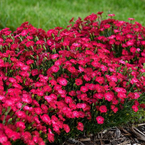Dianthus 'Paint the Town Red' ~ Paint the Town Red Dianthus-ServeScape