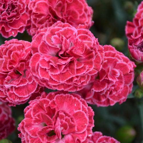 Dianthus 'Raspberry Ruffles' ~ Fruit Punch® Raspberry Ruffles Dianthus-ServeScape