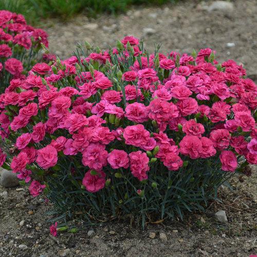 Dianthus 'Raspberry Ruffles' ~ Fruit Punch® Raspberry Ruffles Dianthus-ServeScape