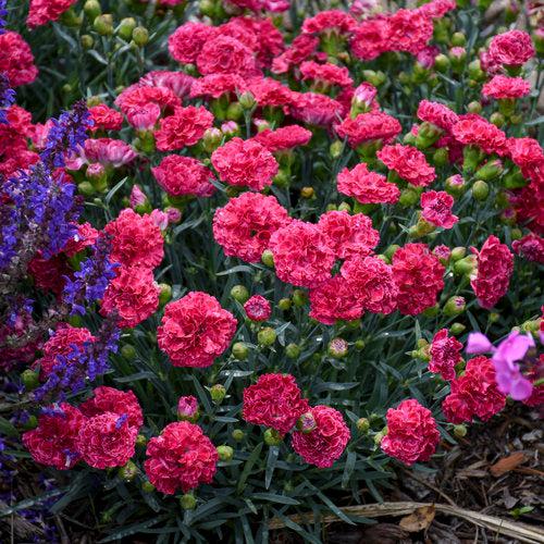 Dianthus 'Raspberry Ruffles' ~ Fruit Punch® Raspberry Ruffles Dianthus-ServeScape