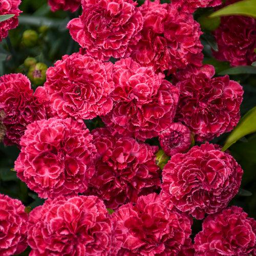 Dianthus 'Raspberry Ruffles' ~ Fruit Punch® Raspberry Ruffles Dianthus-ServeScape