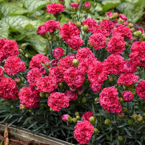 Dianthus 'Raspberry Ruffles' ~ Fruit Punch® Raspberry Ruffles Dianthus-ServeScape