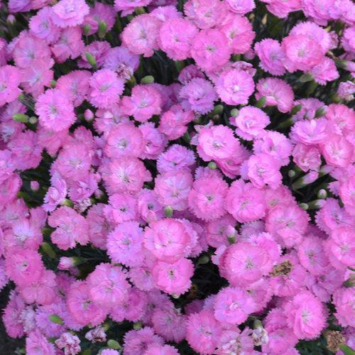Dianthus 'Sweetie Pie' ~ Fruit Punch® Sweetie Pie Dianthus-ServeScape