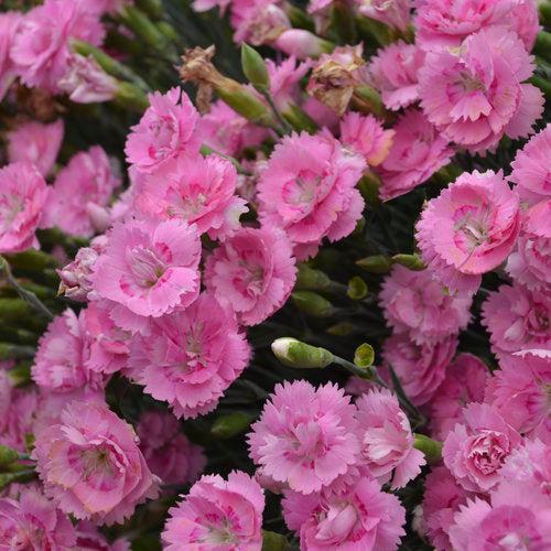 Dianthus 'Sweetie Pie' ~ Fruit Punch® Sweetie Pie Dianthus-ServeScape