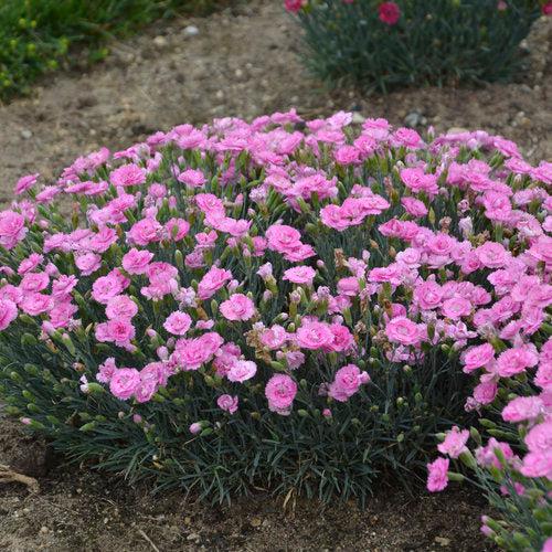 Dianthus 'Sweetie Pie' ~ Fruit Punch® Sweetie Pie Dianthus-ServeScape
