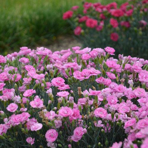 Dianthus 'Sweetie Pie' ~ Fruit Punch® Sweetie Pie Dianthus-ServeScape