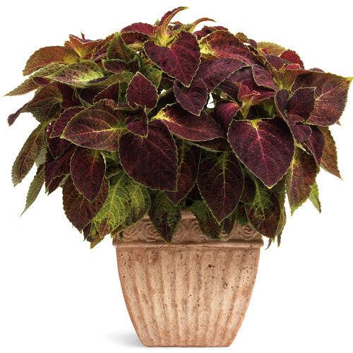 Solenostemon scutellarioides ‘Dipt in Wine’ ~ ColorBlaze® Dipt in Wine™ Coleus-ServeScape