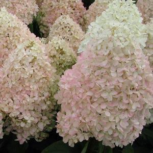 Hydrangea paniculata ‘Bokrathirteen' ~ Sweet Summer Hydrangea-ServeScape
