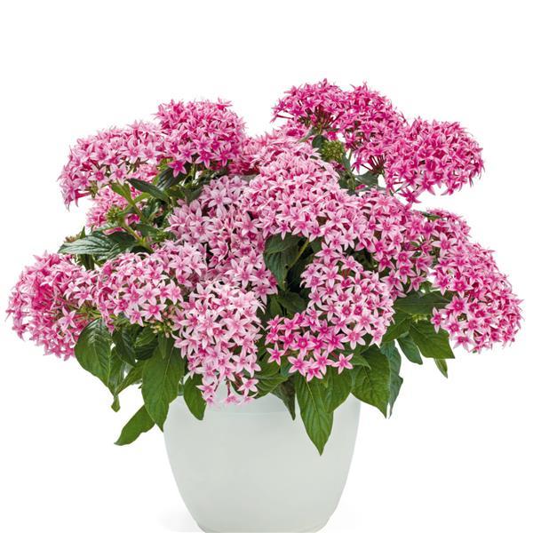 Pentas lanceolata 'Graffiti Flirty Pink' ~ Graffiti® Flirty Pink Star Flower-ServeScape