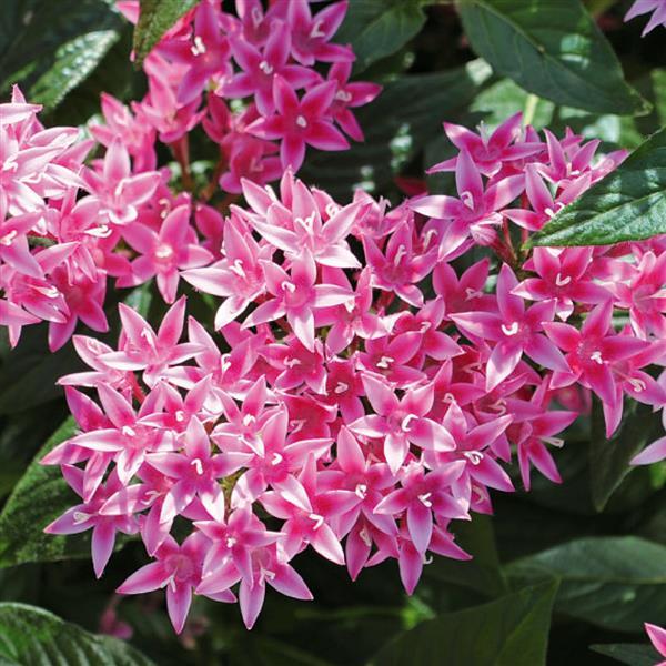 Pentas lanceolata 'Graffiti Flirty Pink' ~ Graffiti® Flirty Pink Star Flower-ServeScape