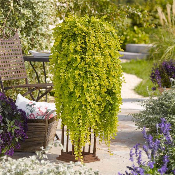 Lysimachia nummularia 'Goldilocks' ~ Proven Accents® Goldilocks Creeping Jenny-ServeScape