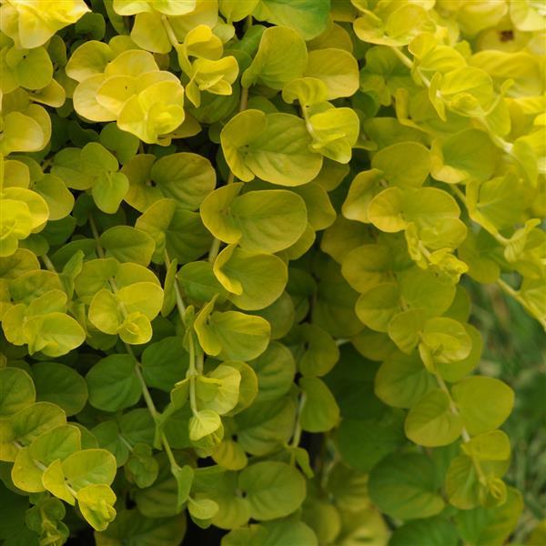 Lysimachia nummularia 'Goldilocks' ~ Proven Accents® Goldilocks Creeping Jenny-ServeScape