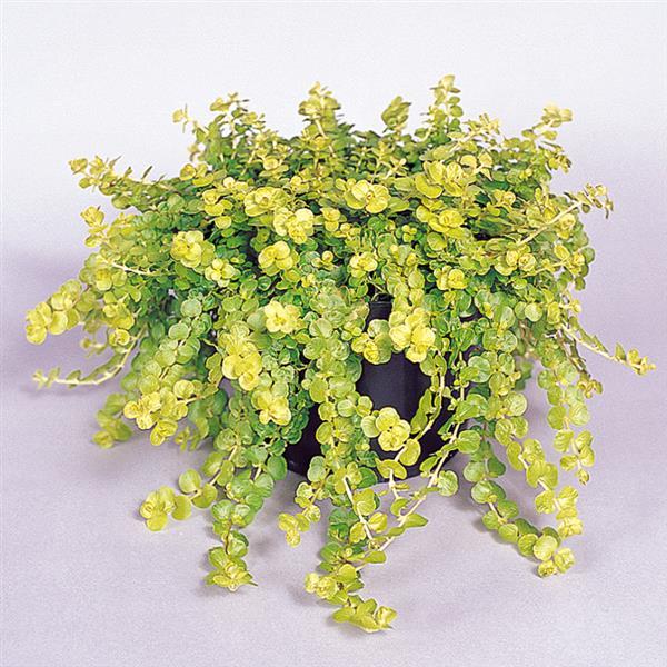 Lysimachia nummularia 'Goldilocks' ~ Proven Accents® Goldilocks Creeping Jenny-ServeScape