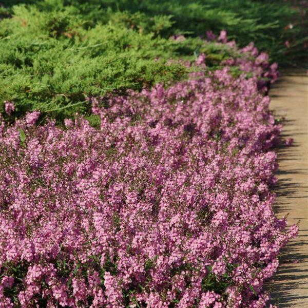 Angelonia angustifolia 'Balangspini' ~ AngelMist® Spreading Pink Summer Snapdragon-ServeScape