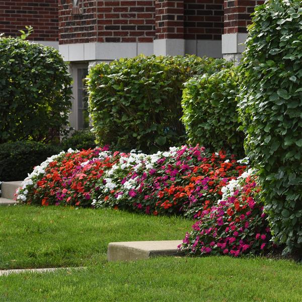 Impatiens walleriana 'Beacon Select' ~ Beacon® Select Mixture Impatiens-ServeScape