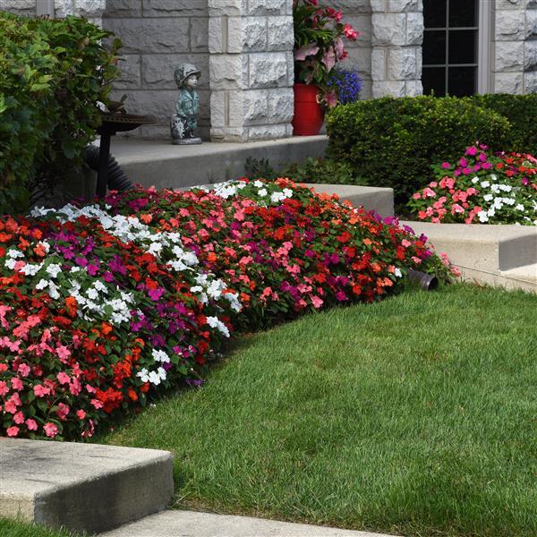 Impatiens walleriana 'Beacon Select' ~ Beacon® Select Mixture Impatiens-ServeScape