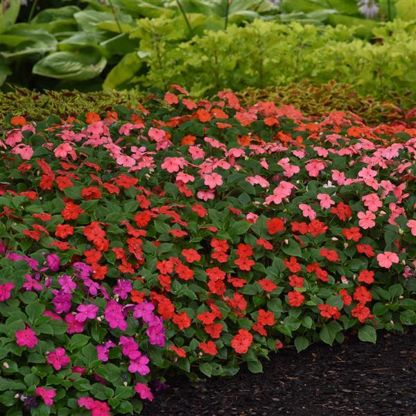 Impatiens walleriana 'Beacon Select' ~ Beacon® Select Mixture Impatiens-ServeScape