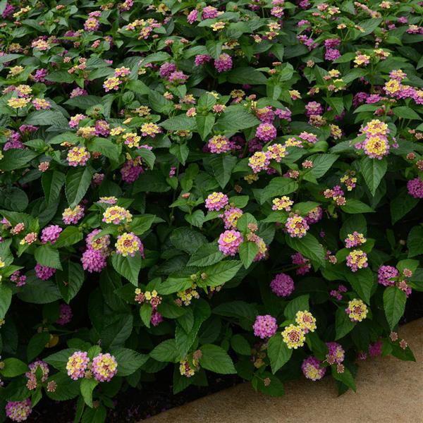 Lantana camara 'Balandroglim' ~ Landmark™ Rose Glow Lantana-ServeScape