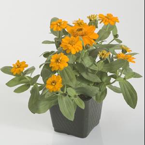 Zinnia ‘Profusion Double Golden’ ~ Profusion Double Golden Zinnia-ServeScape