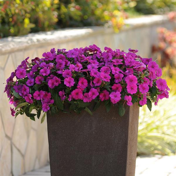 Impatiens hawkeri 'Balbouvimp' ~ Bounce™ Violet Impatiens-ServeScape