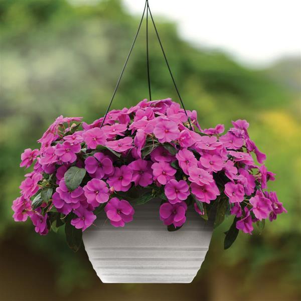 Impatiens hawkeri 'Balbouvimp' ~ Bounce™ Violet Impatiens-ServeScape