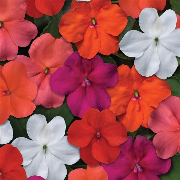 Impatiens walleriana 'Beacon Select' ~ Beacon® Select Mixture Impatiens-ServeScape