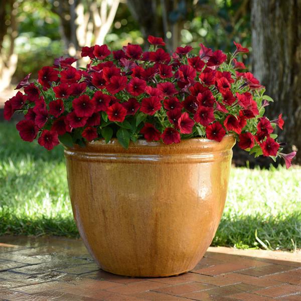 Petunia x 'PAS933560' ~ Easy Wave® Red Velour Spreading Petunia-ServeScape